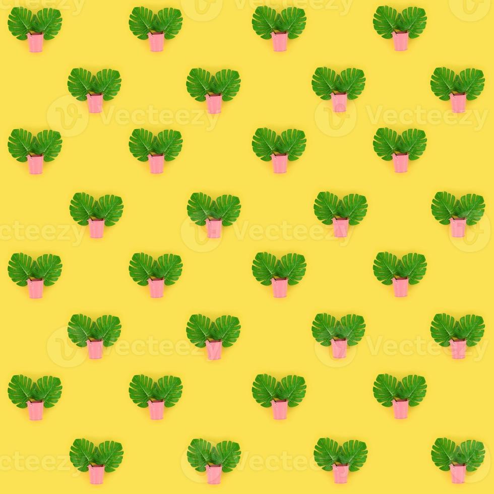 Tropical palm monstera leaves lies in a pastel pails on a colored background. Flat lay trendy minimal pattern. Top view photo