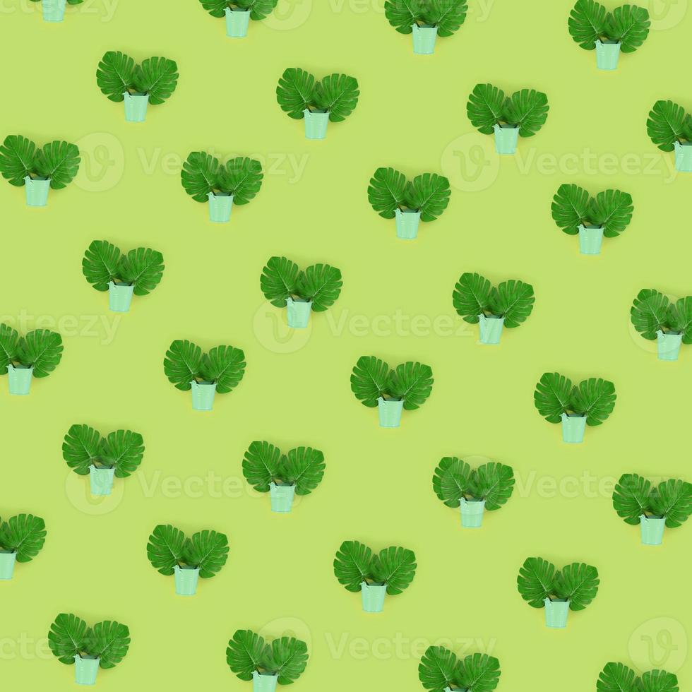Tropical palm monstera leaves lies in a pastel pails on a colored background. Flat lay trendy minimal pattern. Top view photo