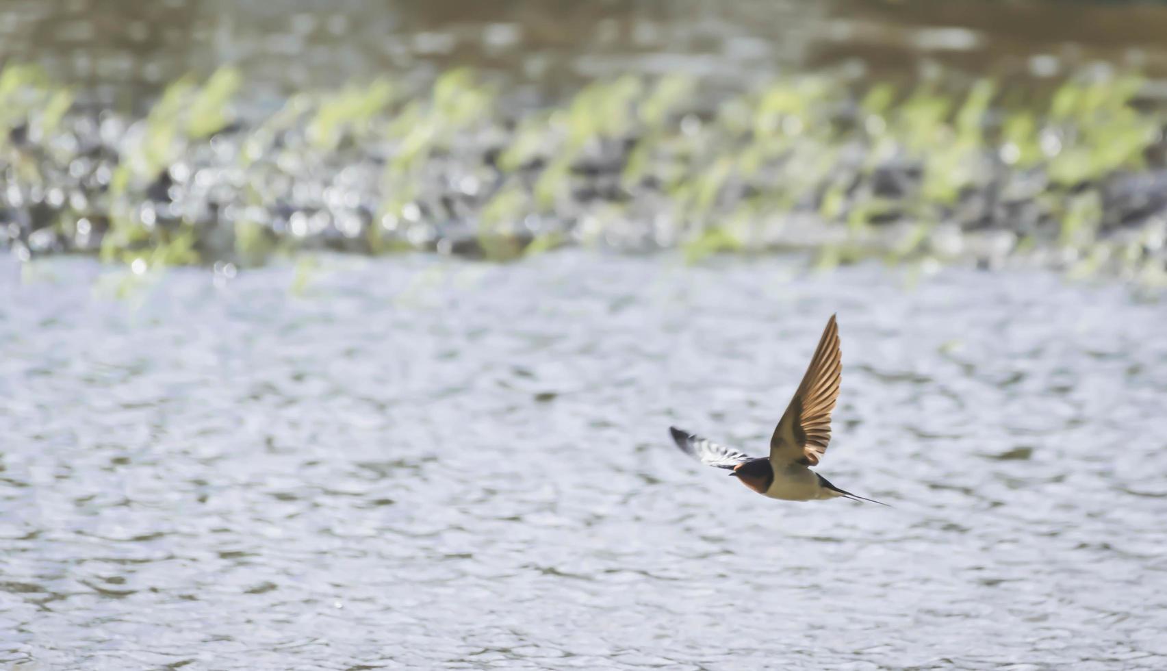 Swallows are flying in the fields. photo