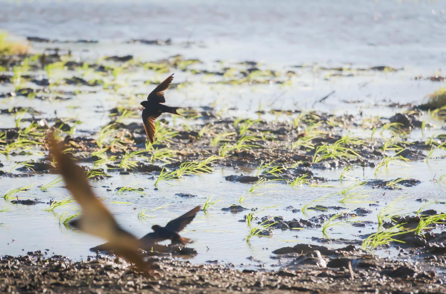 Swallows are flying in the fields. photo