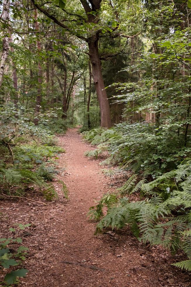 Trail in a beautiful forest, among trees and ferns, on a summer day. Tourism and active lifestyle. photo
