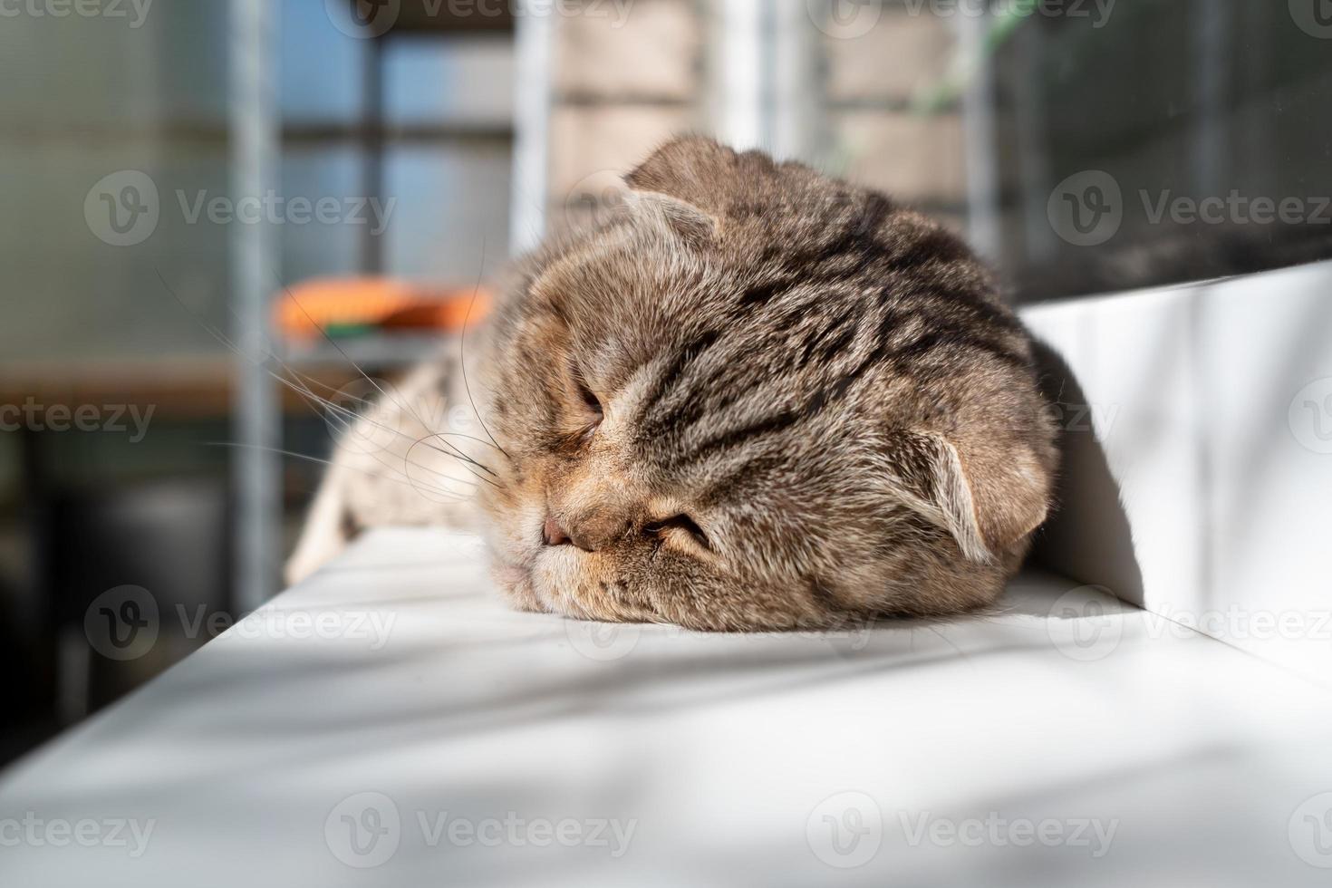 Cat, Scottish Fold, is in a depressed mood, she lies on the windowsill with half-open eyes and is sad. Pet health concept. photo
