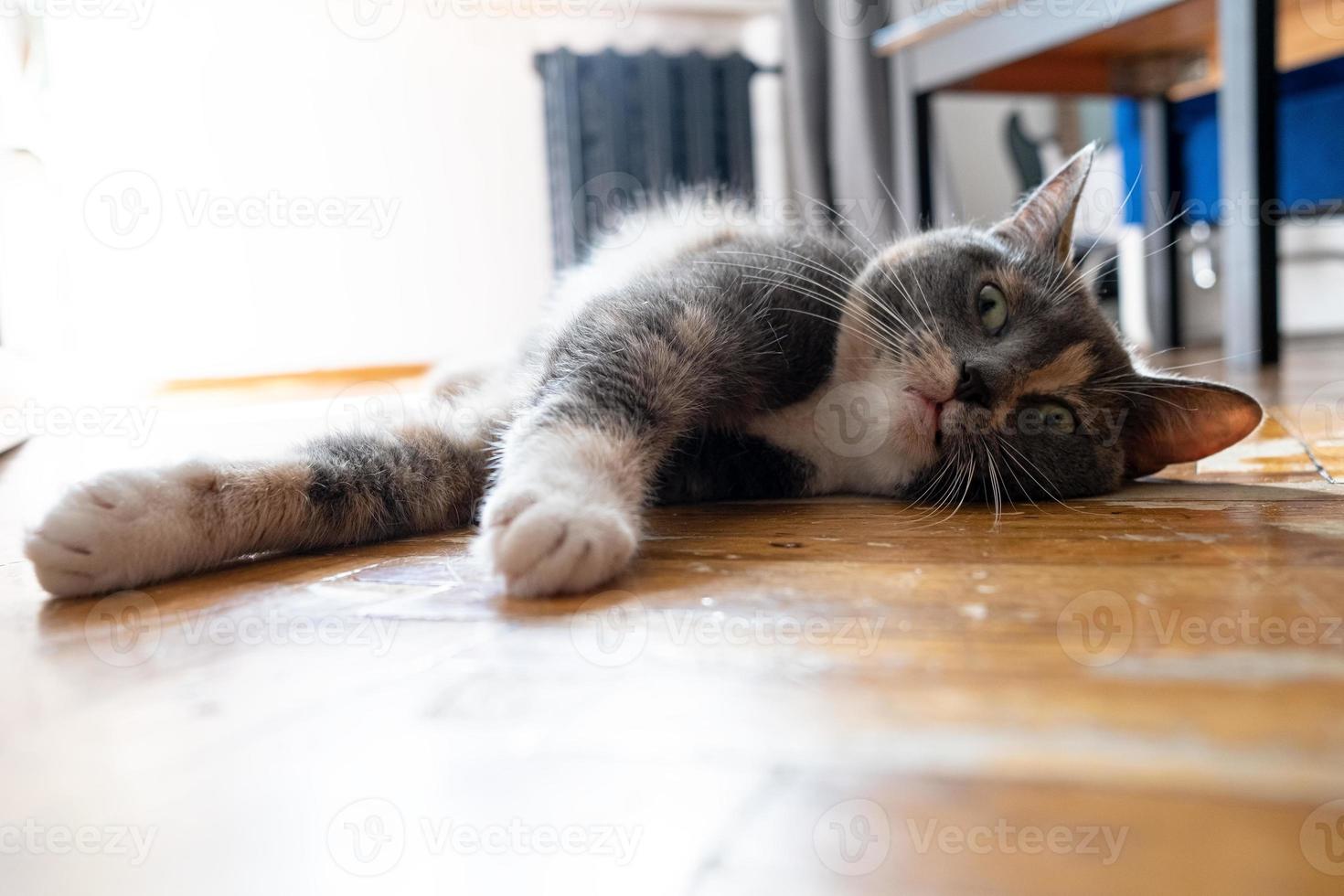 Cat overheated on the street on a hot summer day and lay down on the parquet in the house, with a strange expression on its muzzle. photo