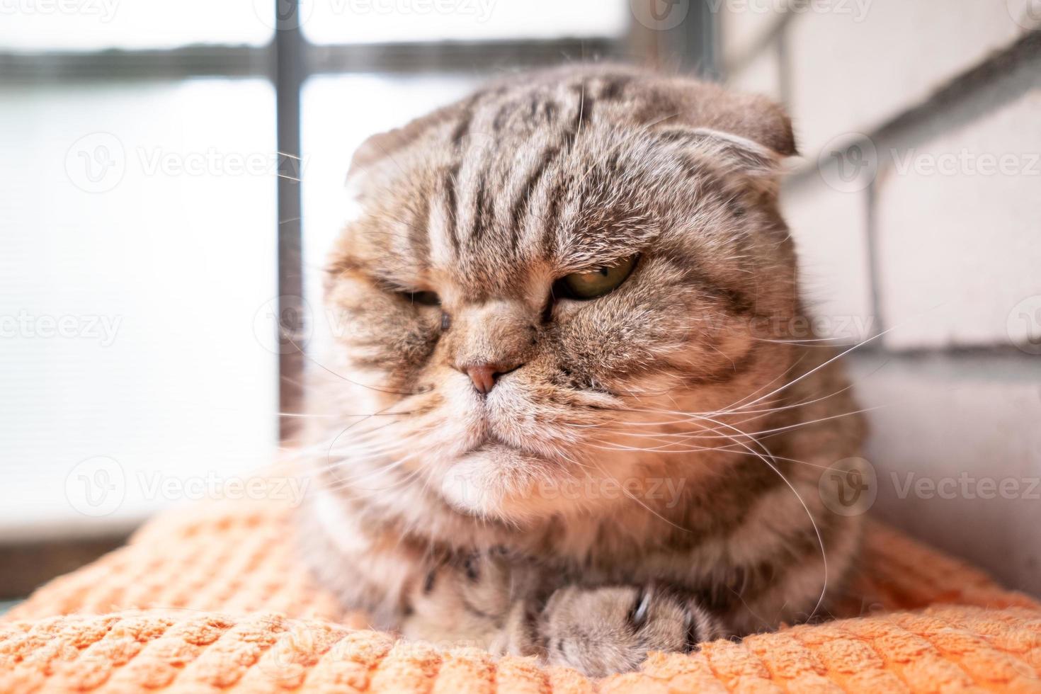 gato enojado y descontento, el pliegue escocés mira a la cámara con su ojo amarillo, acostado sobre una almohada, contra una pared de ladrillos. estilo de vida de las mascotas. foto