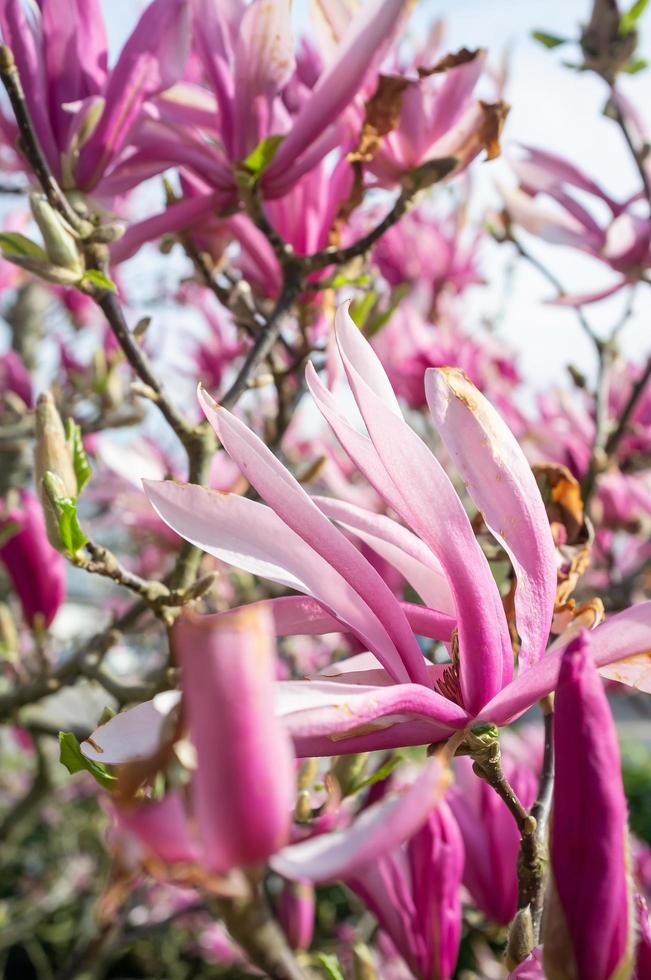 Beautiful pink-white flowers and unblown buds on the branches of a tree. Flowering in spring time. Close-up. photo