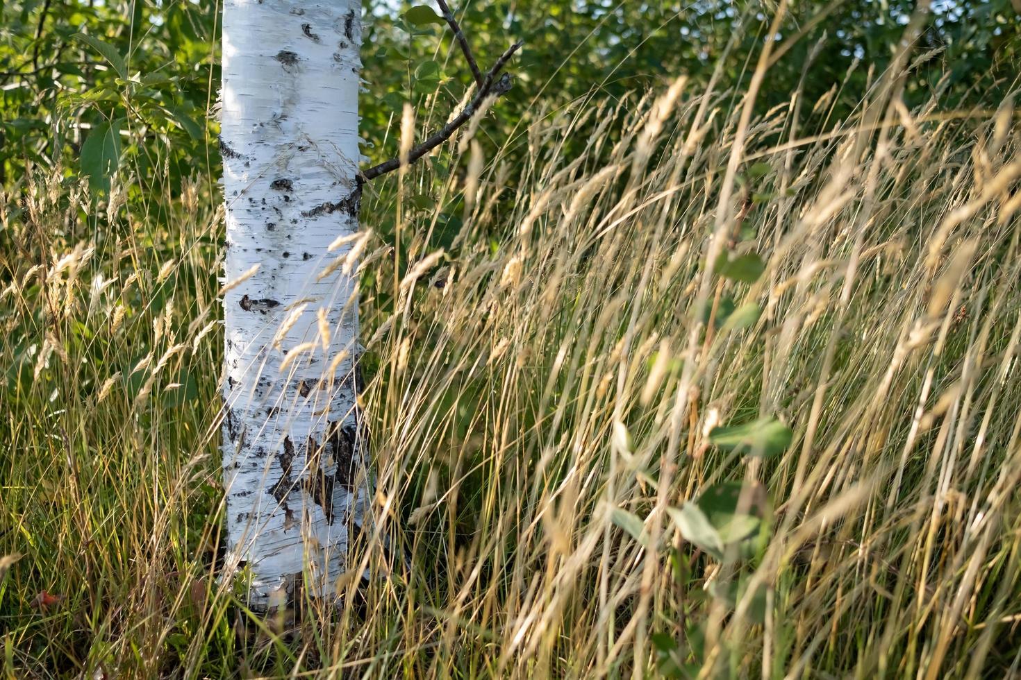 Beautiful birch trunk with white bark in the grass, against the background of green foliage, on a summer sunny day. photo