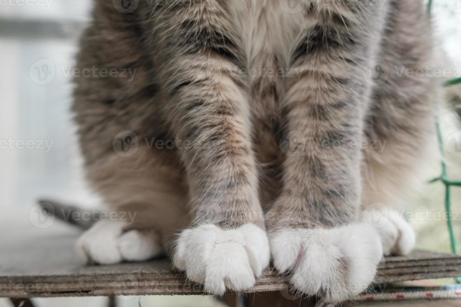 Beautiful, soft paws of a cat that sits on a wooden shelf, on a balcony on a summer day. photo