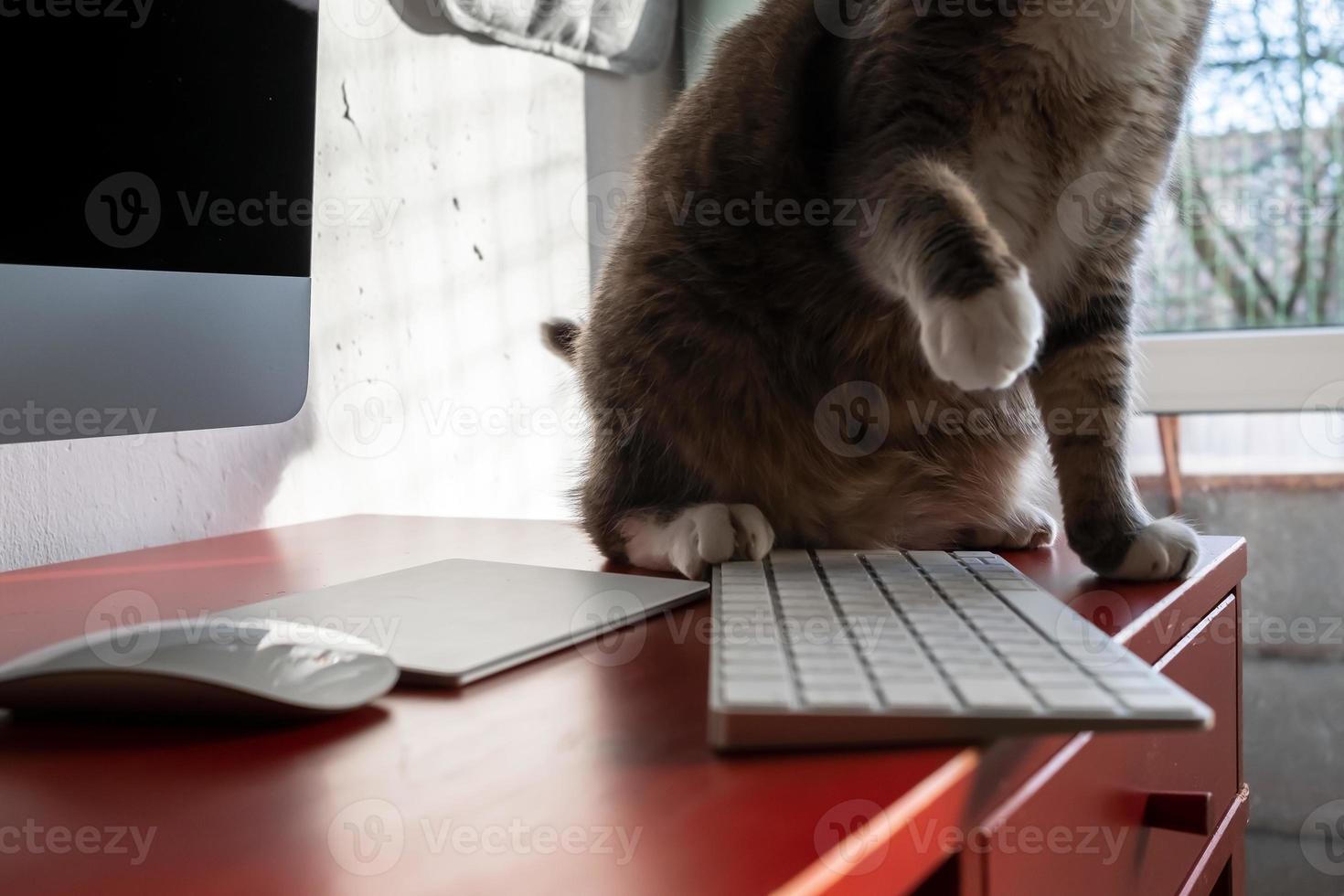 Mischievous cat raised its paw and is about to shrug off the keyboard from the desktop, which was carelessly left on the edge of the table. photo