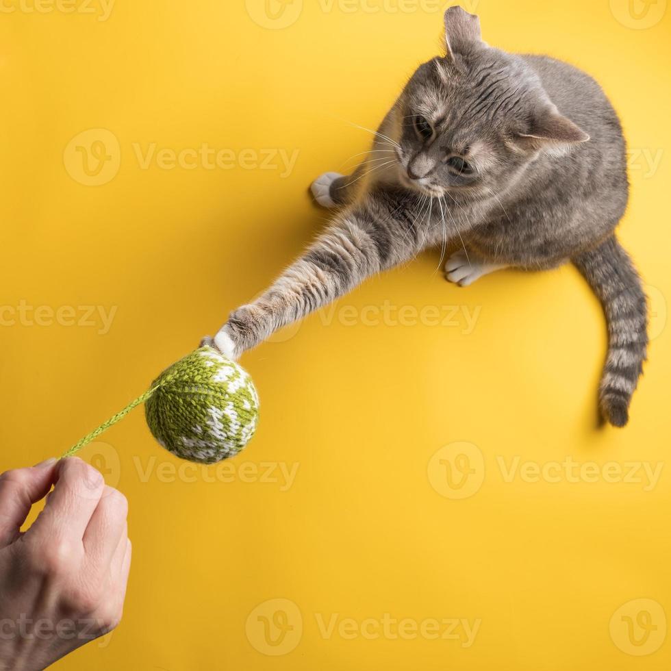 Serious cat is trying to take away its knitted Christmas tree toy ball from the owner, on a yellow background. New year concept. photo