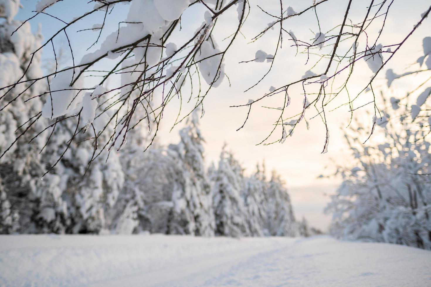 Snowy branches of trees, against a blurred background of a road cleared from snowdrifts, a forest covered with snow and a sky. photo