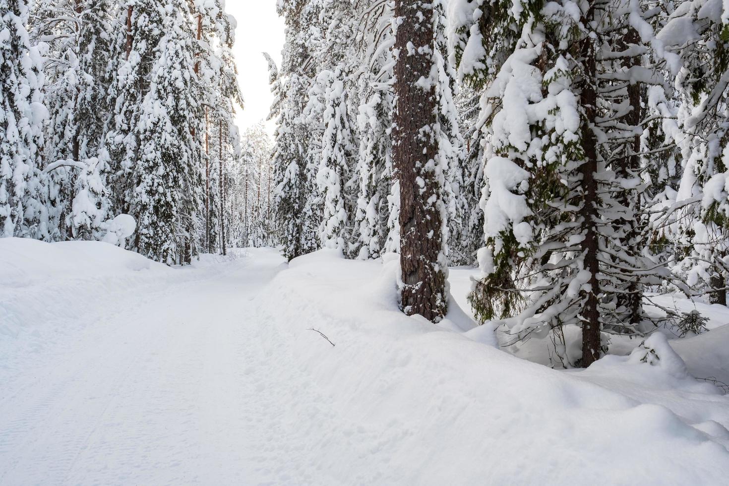 Road cleared of snow passes through a beautiful snowy forest. Wonderful winter landscape. photo