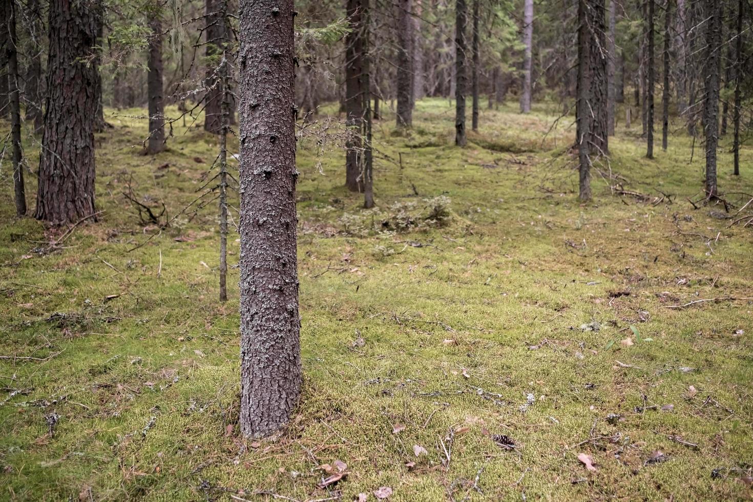 Pine forest, tree trunks and moss, on a summer day. photo