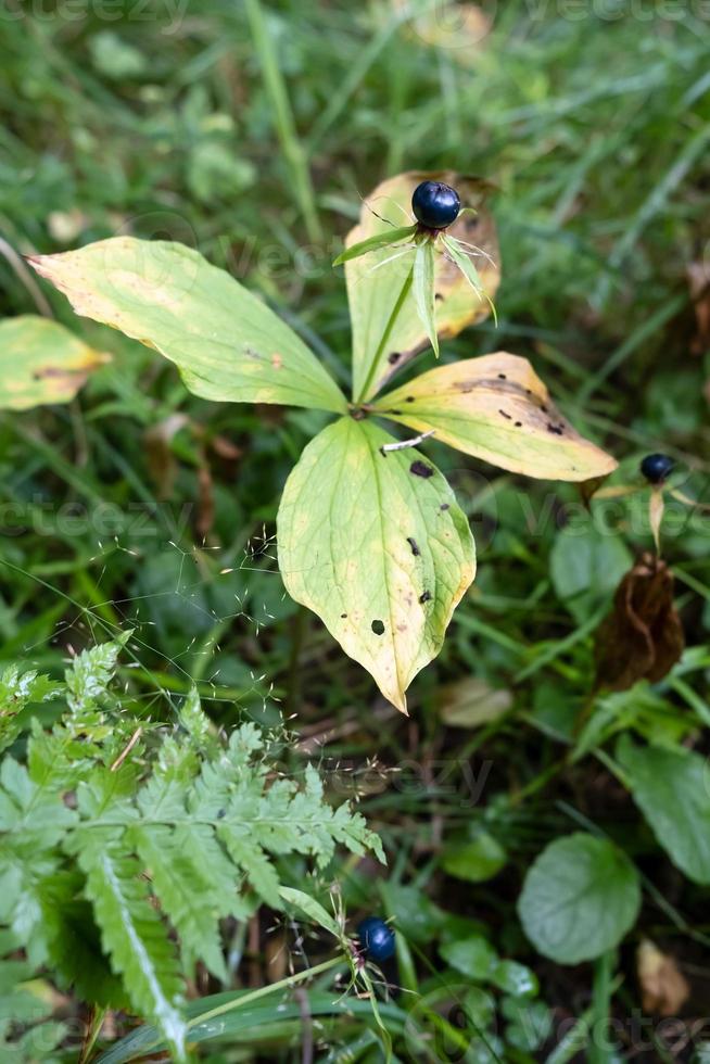 París, una planta venenosa, una planta perenne mortal y peligrosa del bosque, se puede confundir con los arándanos. foto