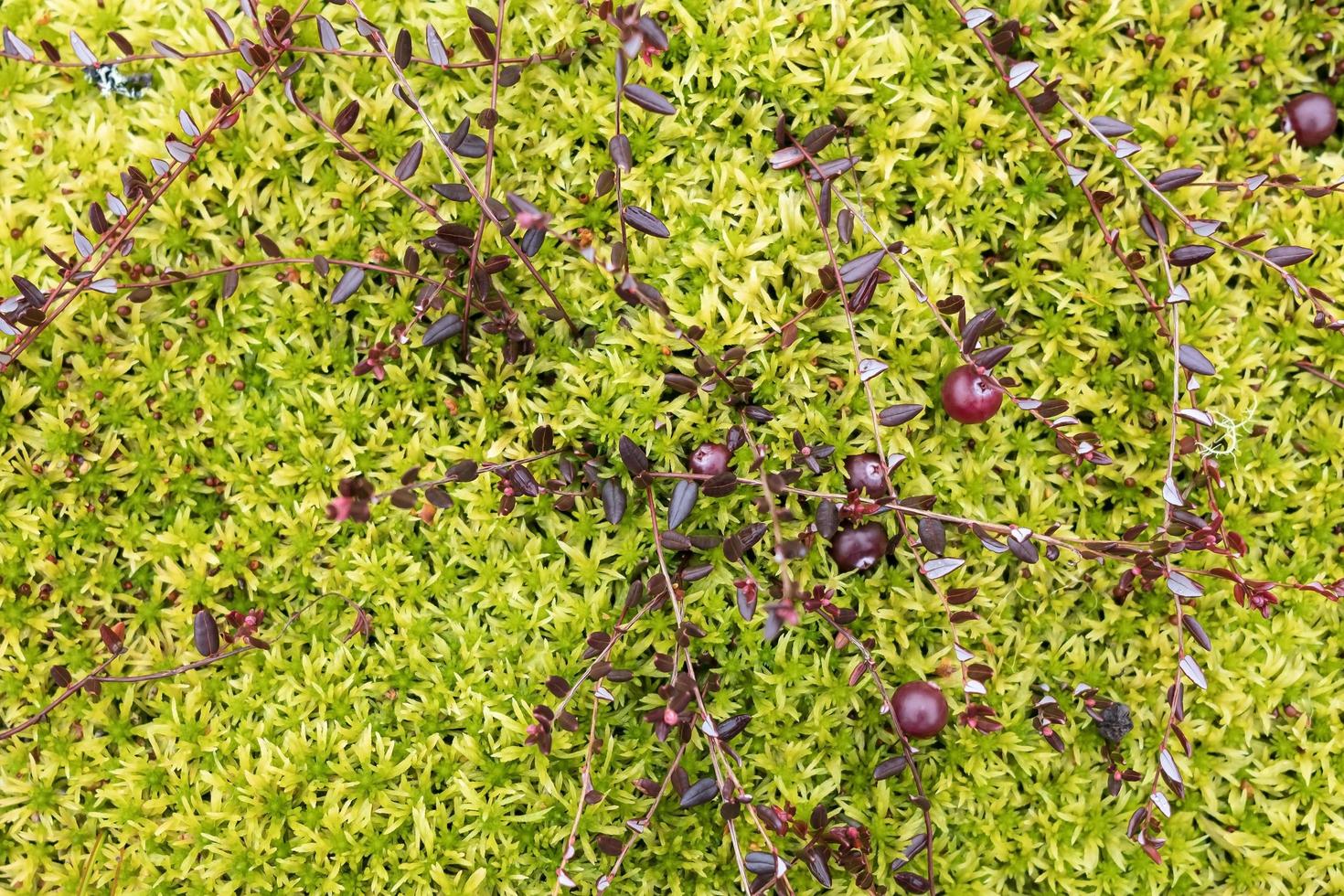 Red cranberry on a creeping bush lie in green moss in a swamp. Harvesting ripe berries on an autumn day. Top view. photo