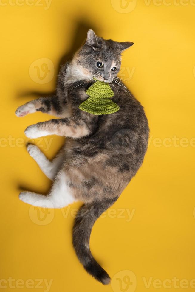 Mischievous cat bites its knitted toy, a Christmas tree, lying on a yellow background. Pets lifestyle and entertainment. Top view. photo