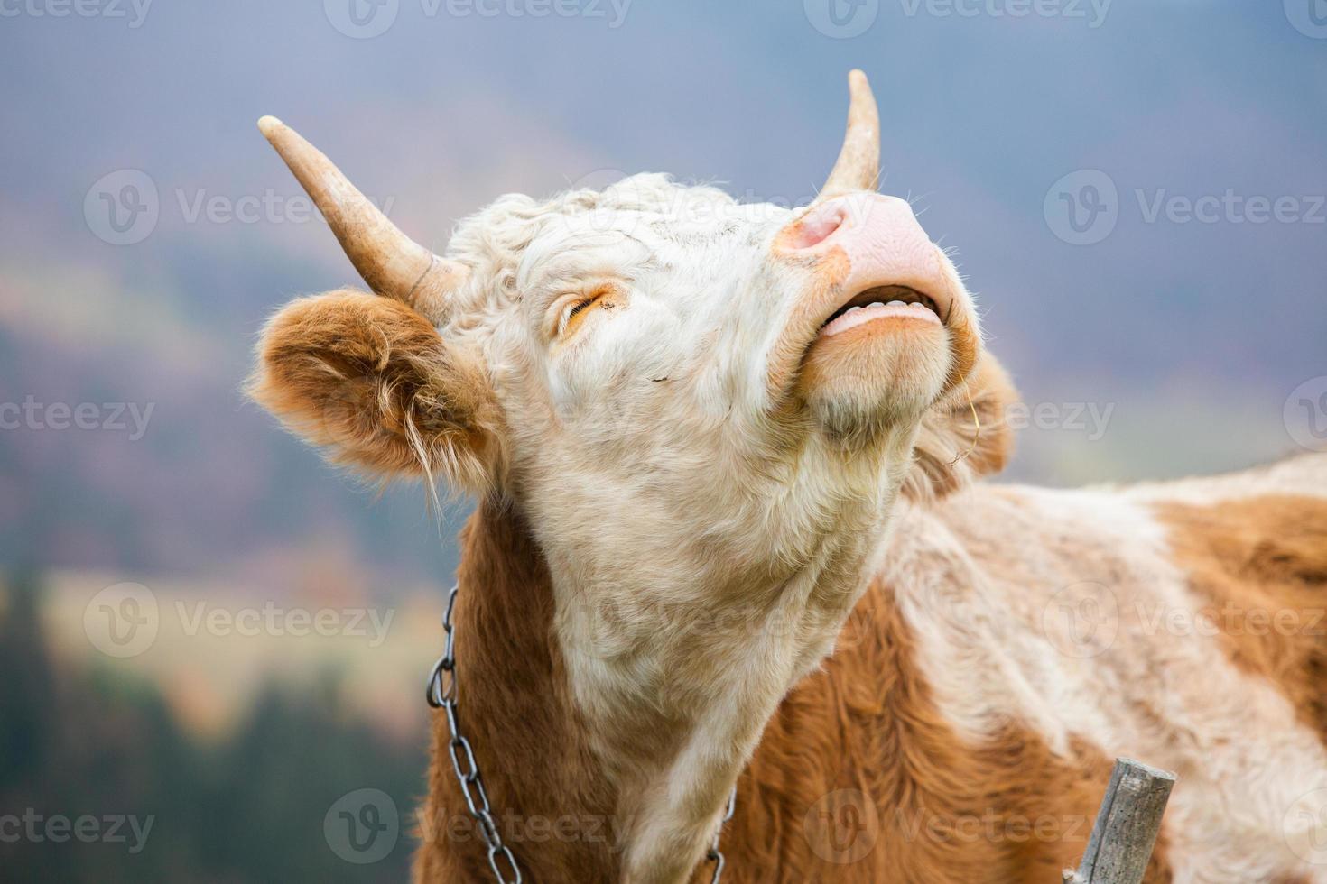 A beautiful and happy cow grazing on a plateau in the Carpathian Mountains in Romania. Cow outdoors on the plain. photo