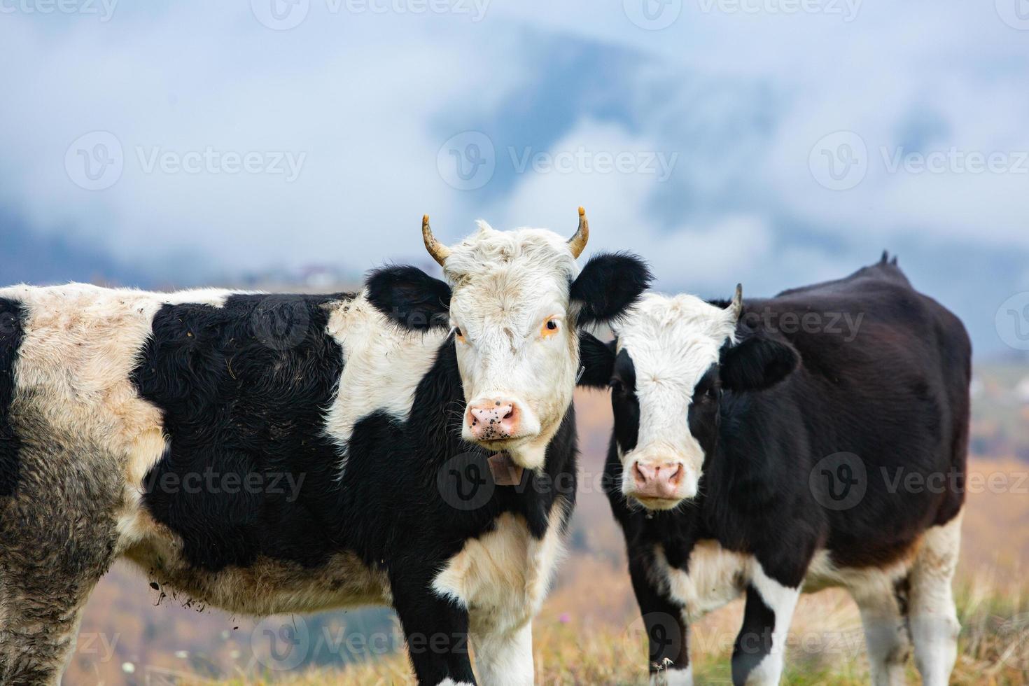 A beautiful and happy cow grazing on a plateau in the Carpathian Mountains in Romania. Cow outdoors on the plain. photo