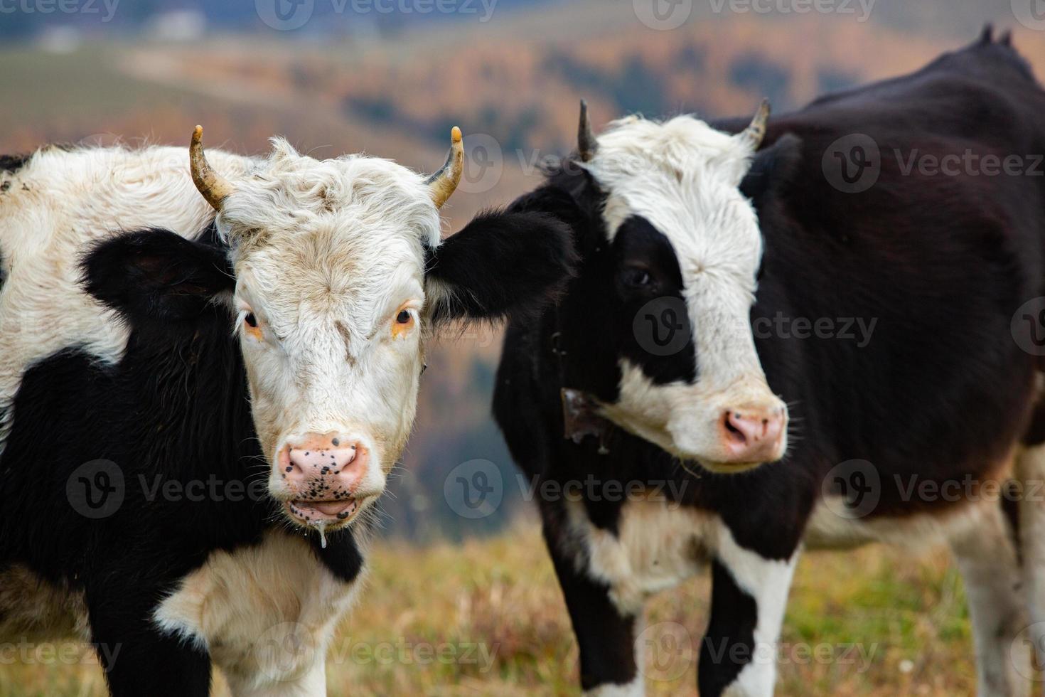 A beautiful and happy cow grazing on a plateau in the Carpathian Mountains in Romania. Cow outdoors on the plain. photo