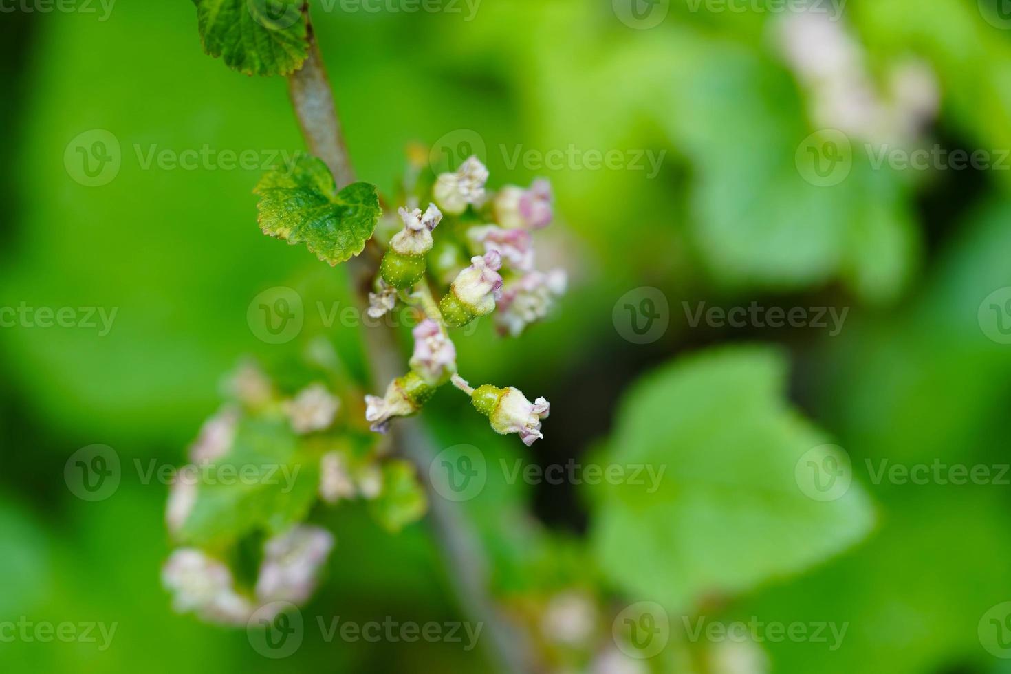 black currant Ribes nigrum leaves and berries photo