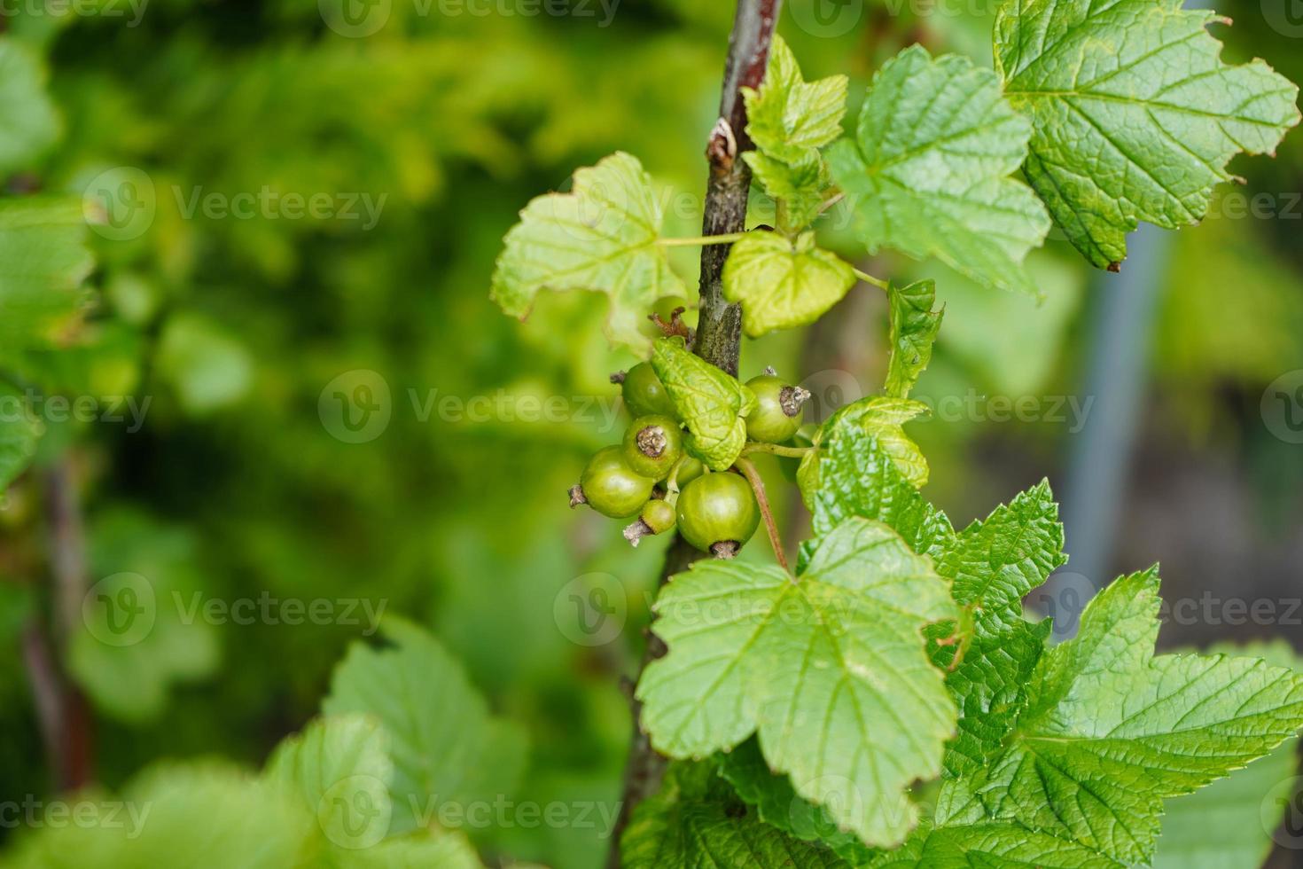 black currant Ribes nigrum leaves and berries photo