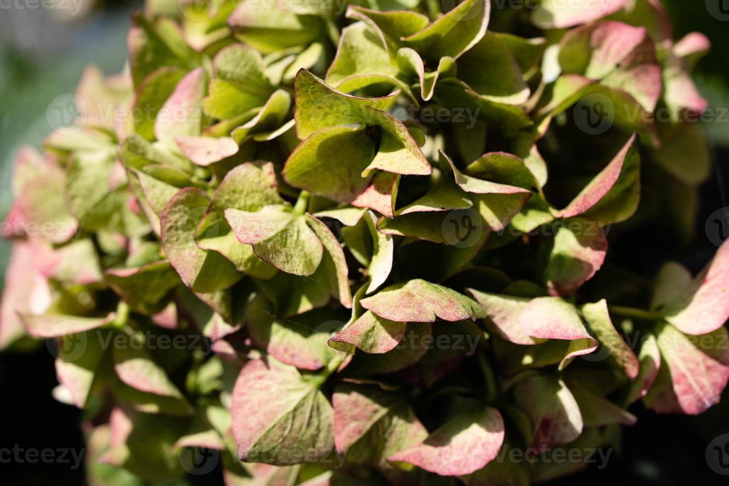 The romantic hortensia flower Hydrangea photo