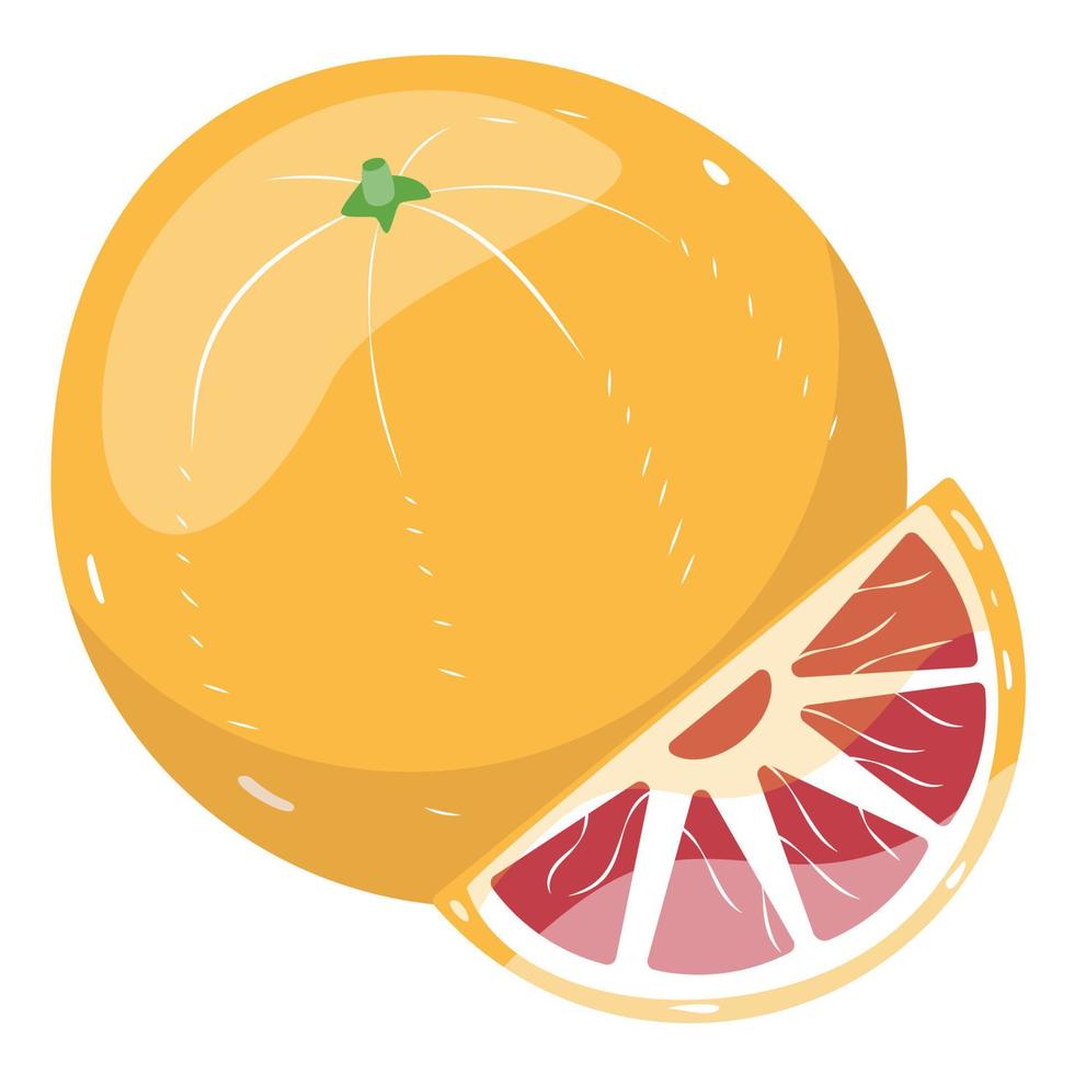 Fresh grapefruit fruit. Grapefruit's slice, vector illustration. Vector illustration for design and print.