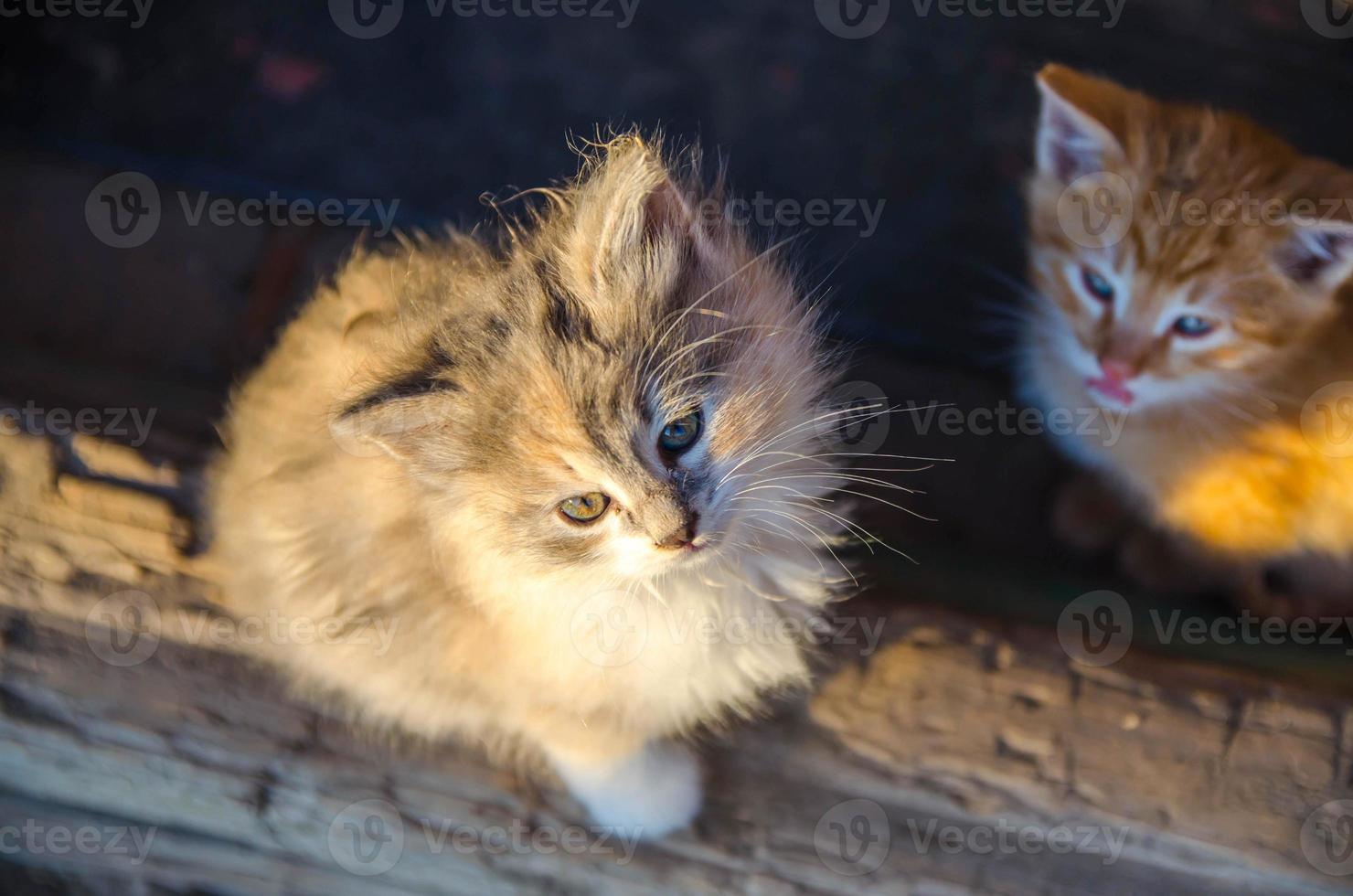 lindos gatitos de gatos domésticos se calientan al sol de la mañana. centrarse en la nariz foto