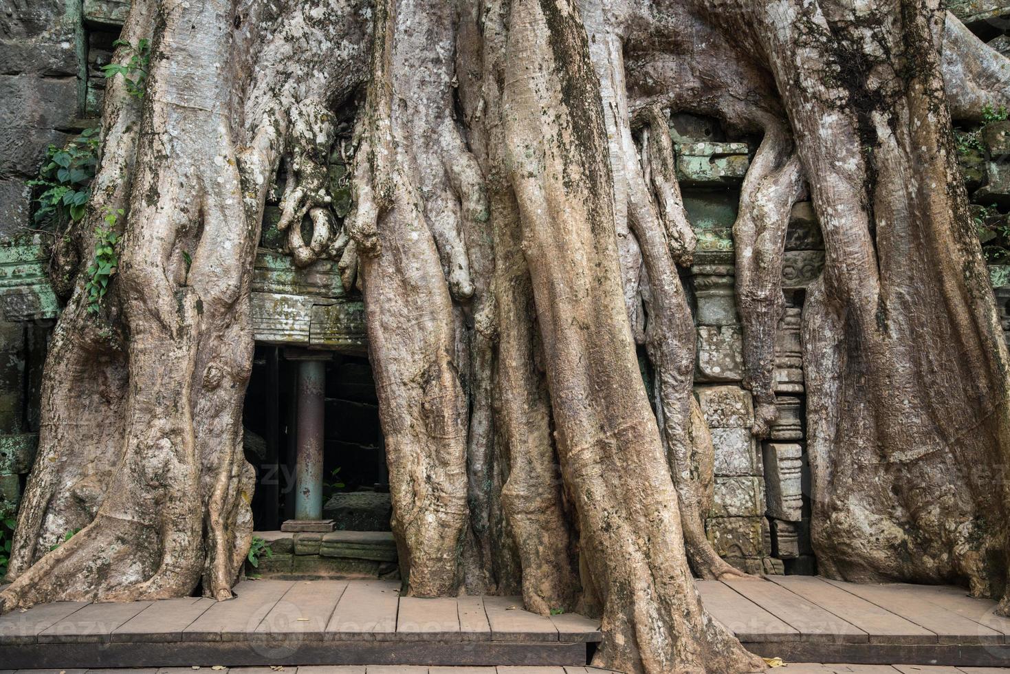 Roots of a giant Spung tree covered on Ta Prohm temple in Siem Reap, Cambodia. photo