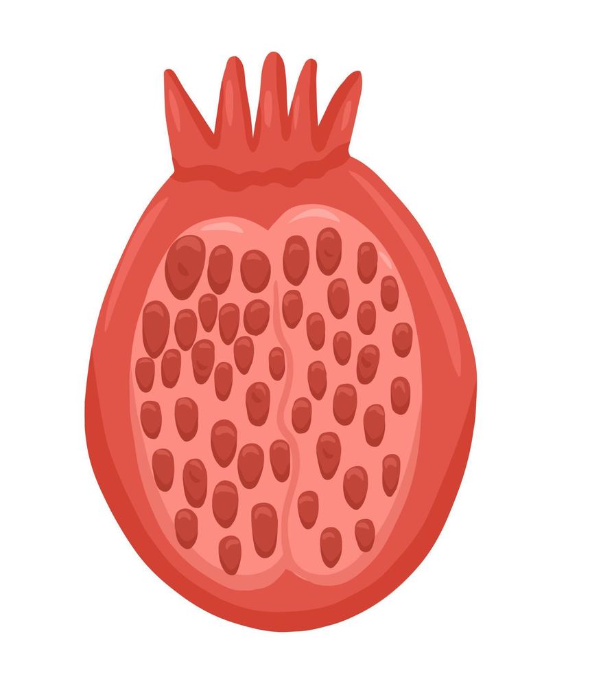 Half pomegranate in cartoon style vector