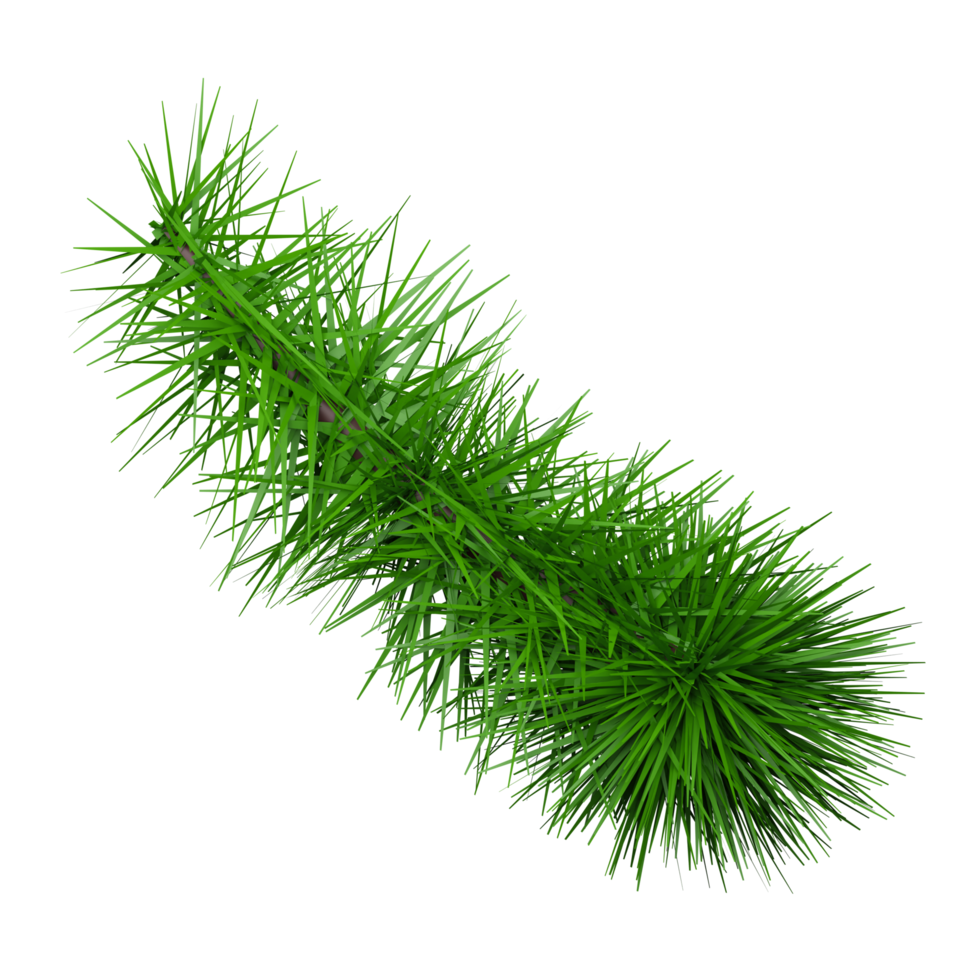 Pine branch icon png