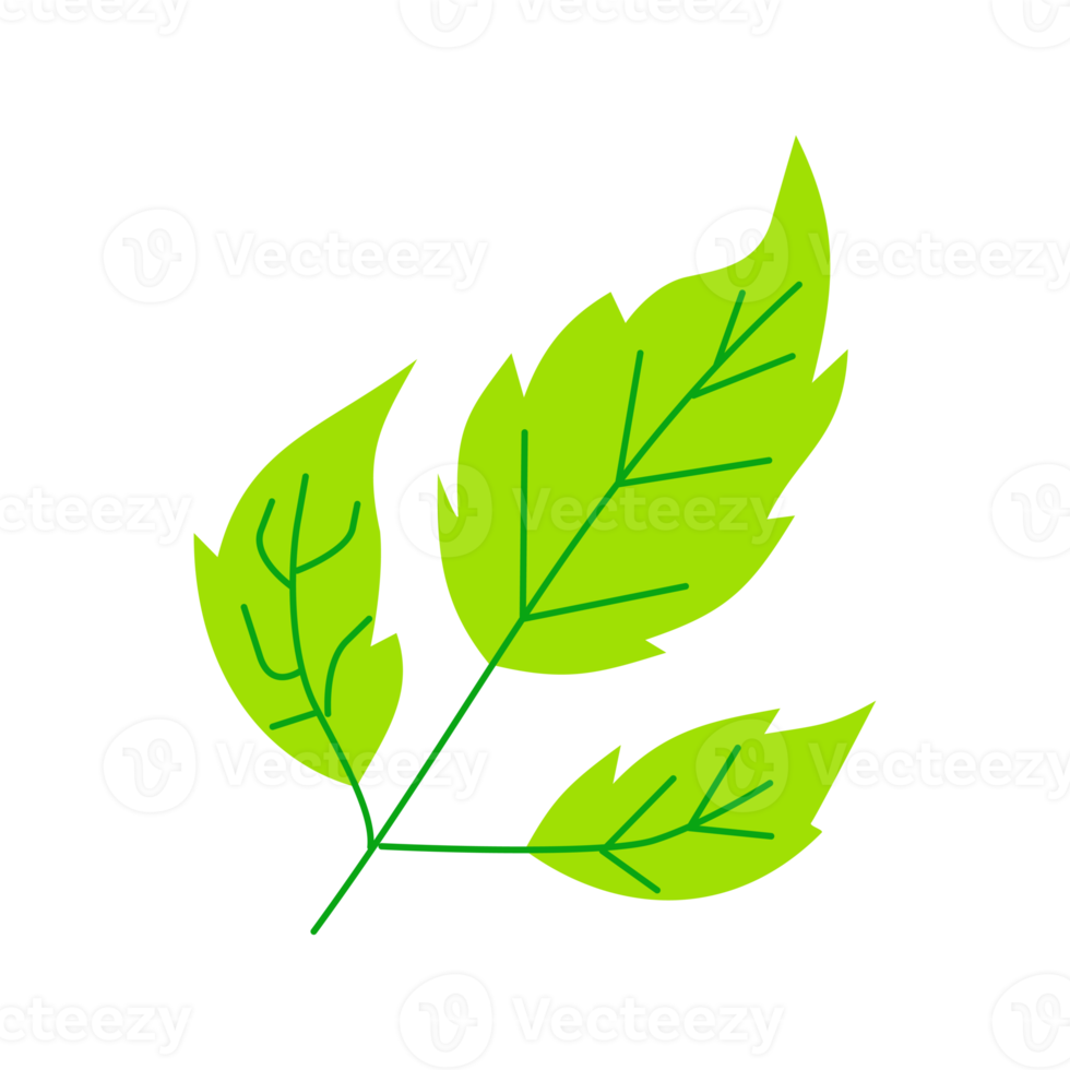 illustration simple de congé de menthe pour l'élément de conception de la nature png