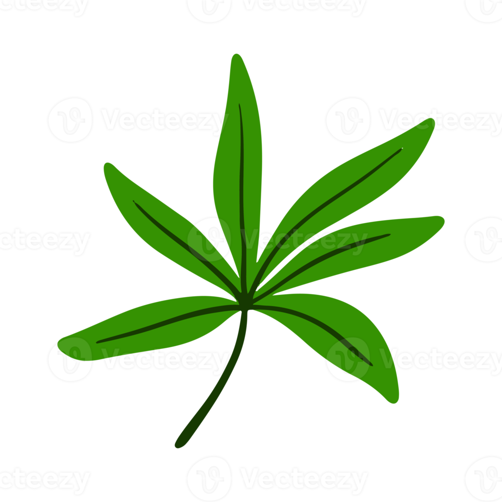 tropical leaf illustration for green design element png