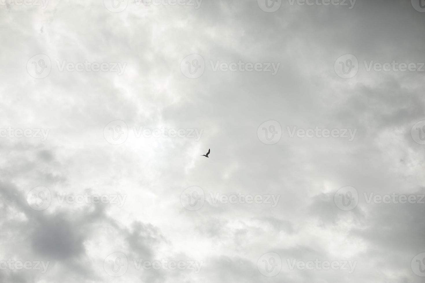 Bird is high in sky. Bird and gray clouds. photo