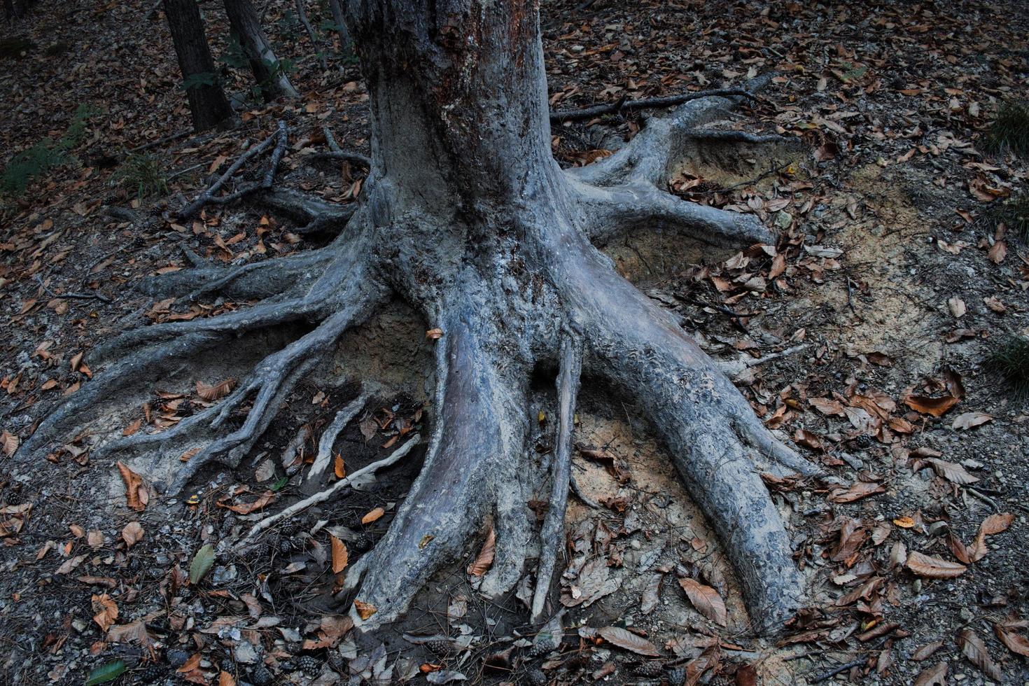 inmensas raíces seculares de roble en los bosques italianos de liguria, en otoño de 2022 foto