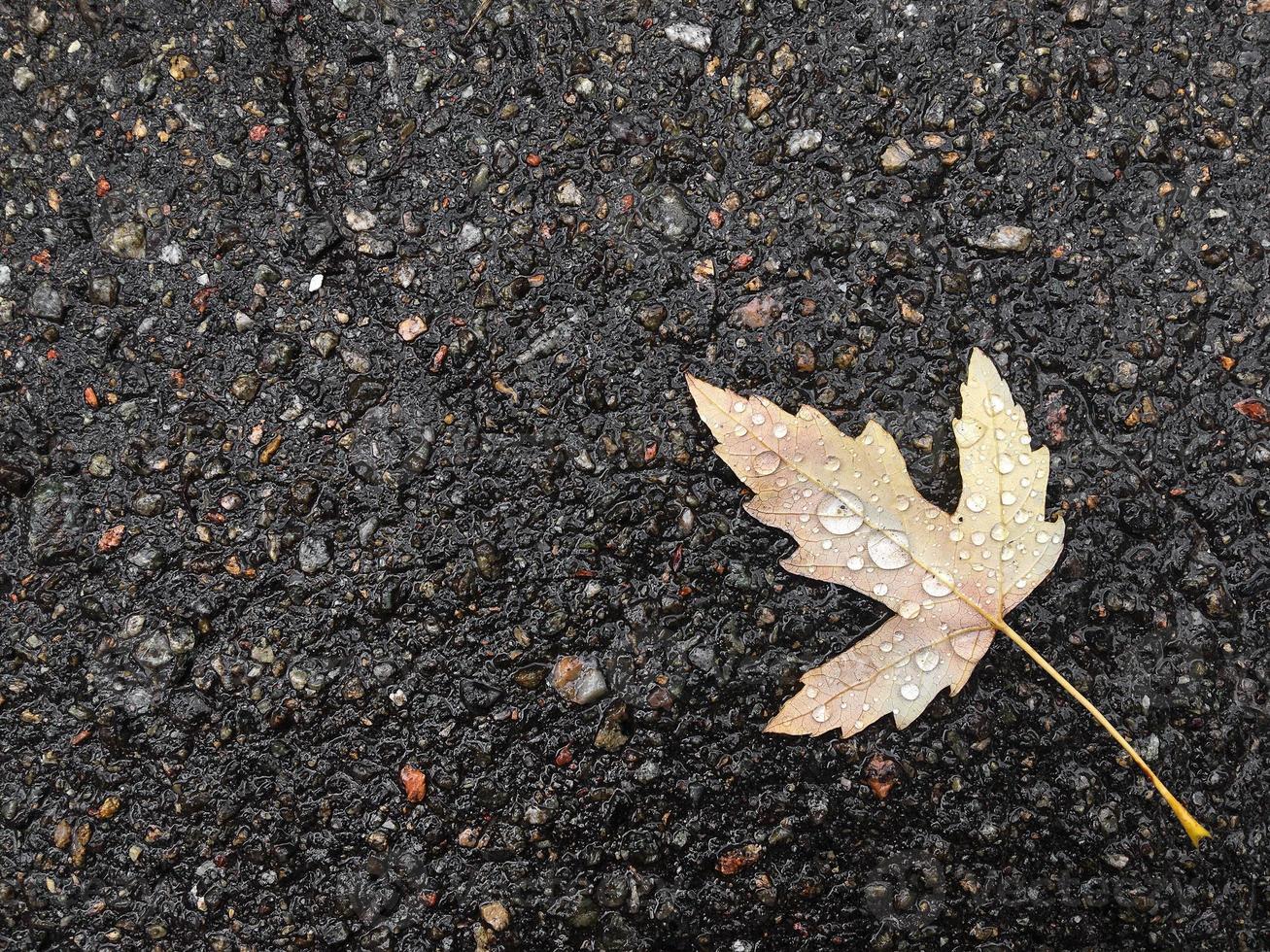 One yellow leaf of a tree lies on the asphalt in autumn photo