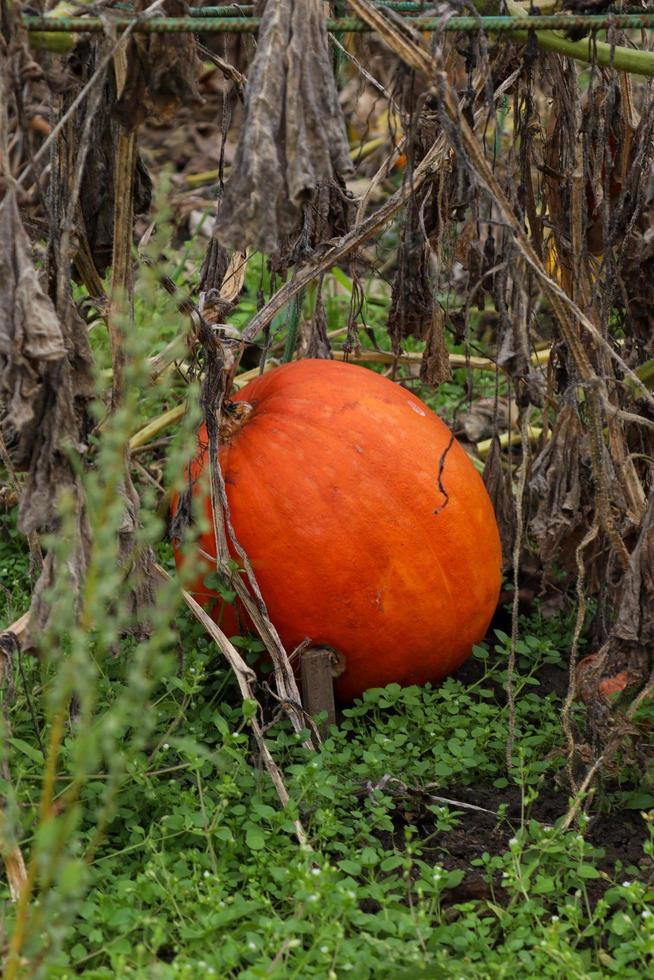 Orange pumpkin found in a special area inside the Botanica Garden In Cluj Napoca , Romania photo