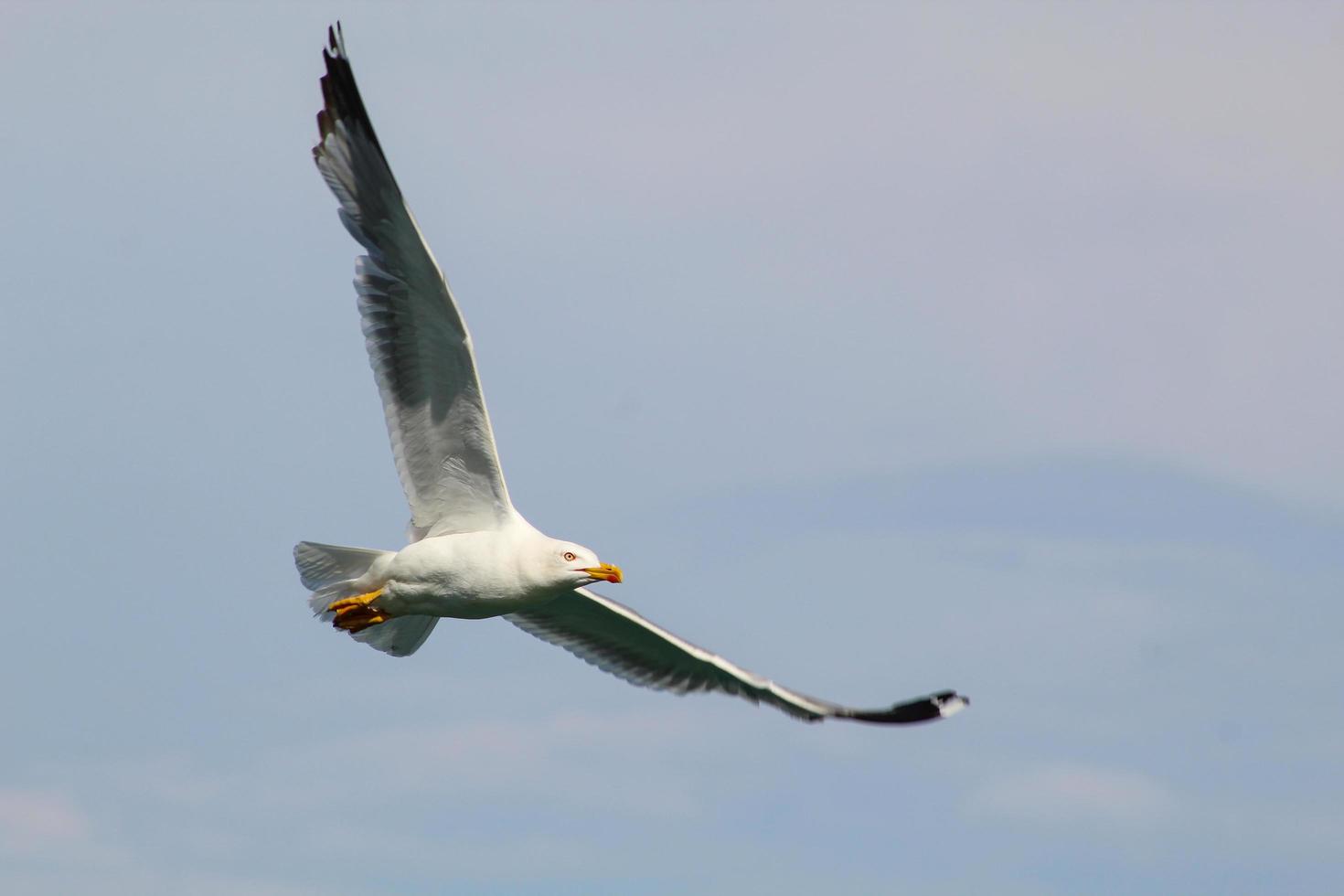 la gaviota extendió sus alas y se elevó en el aire. foto