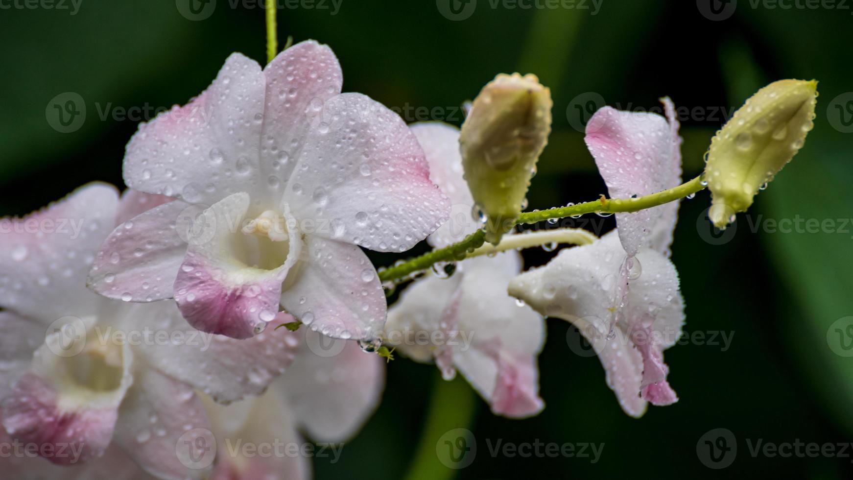 Raindrops on the orchid flower photo