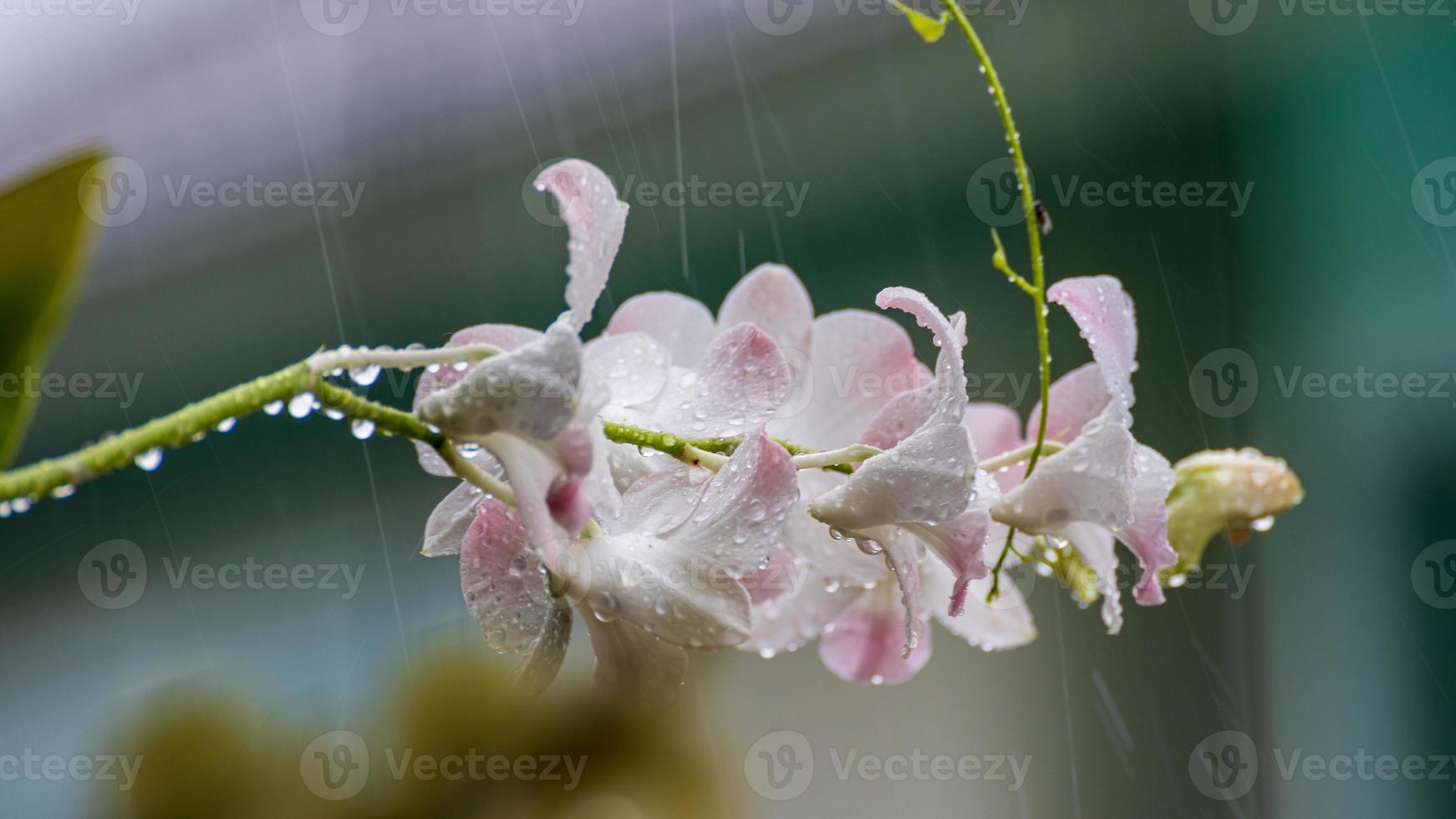 Raindrops on the orchid flower photo