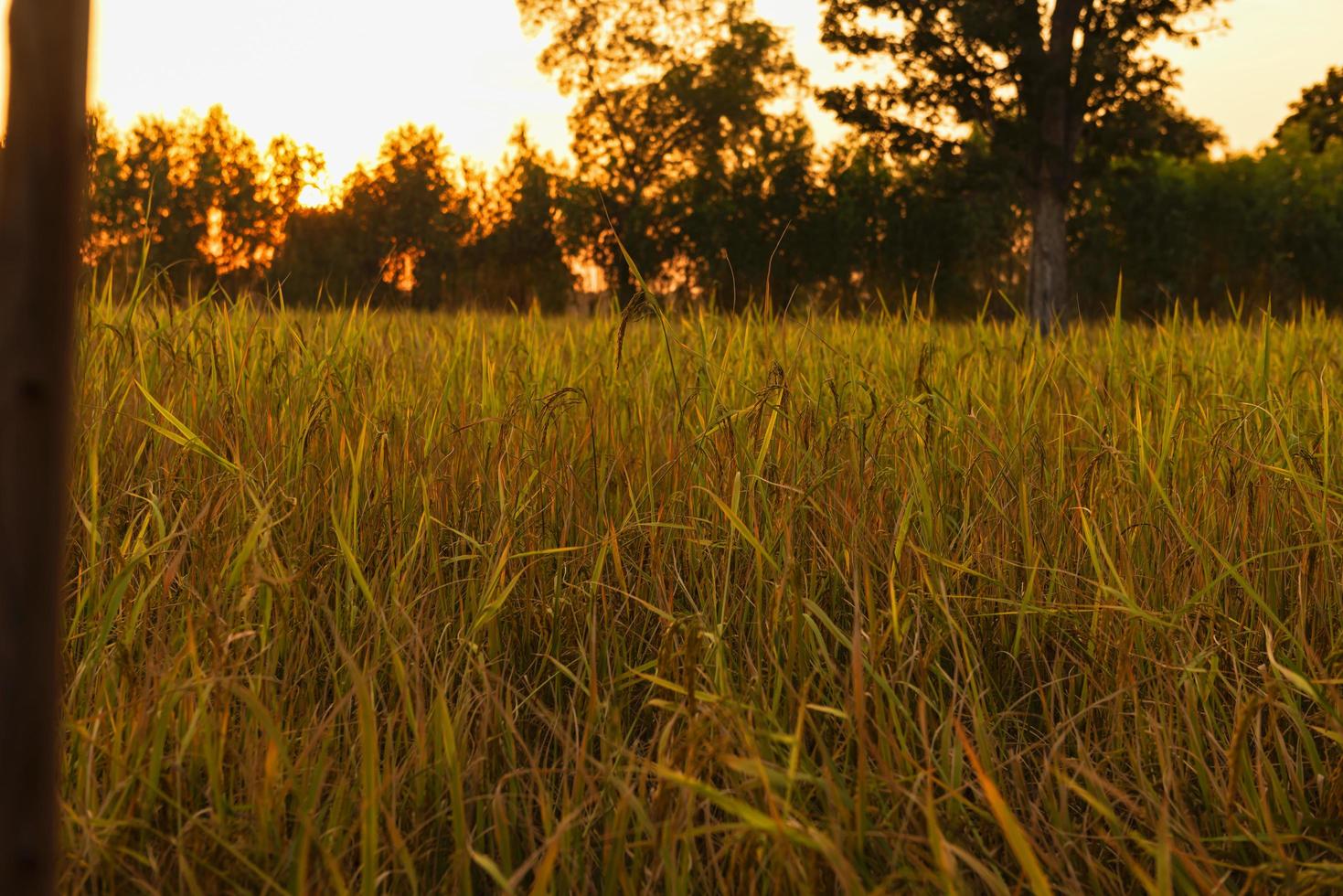 Rice harvesting season in Southeast Asia. photo