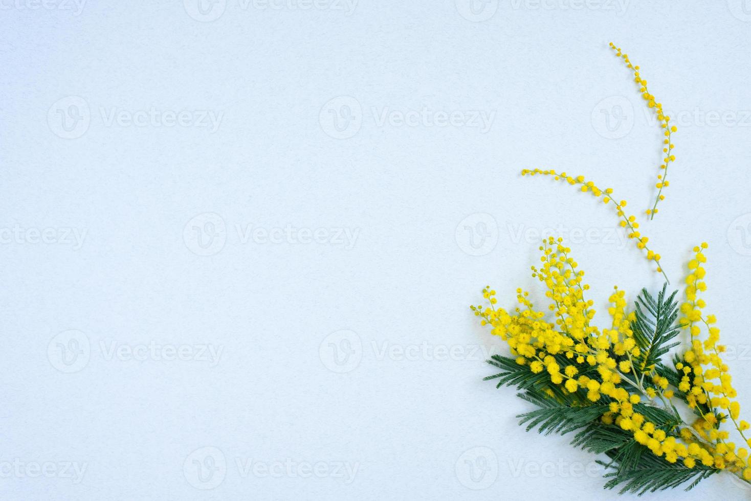 A sprig of yellow mimosa flowers on a blue background with a copy space. Holiday card Easter, March 8, birthday photo