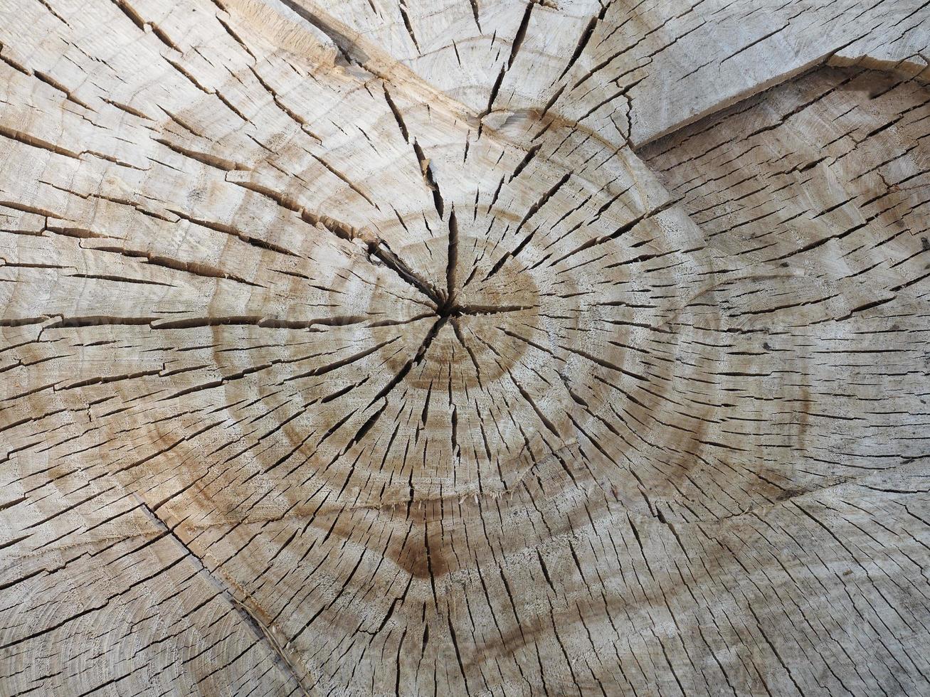 cross section of tree trunk background photo