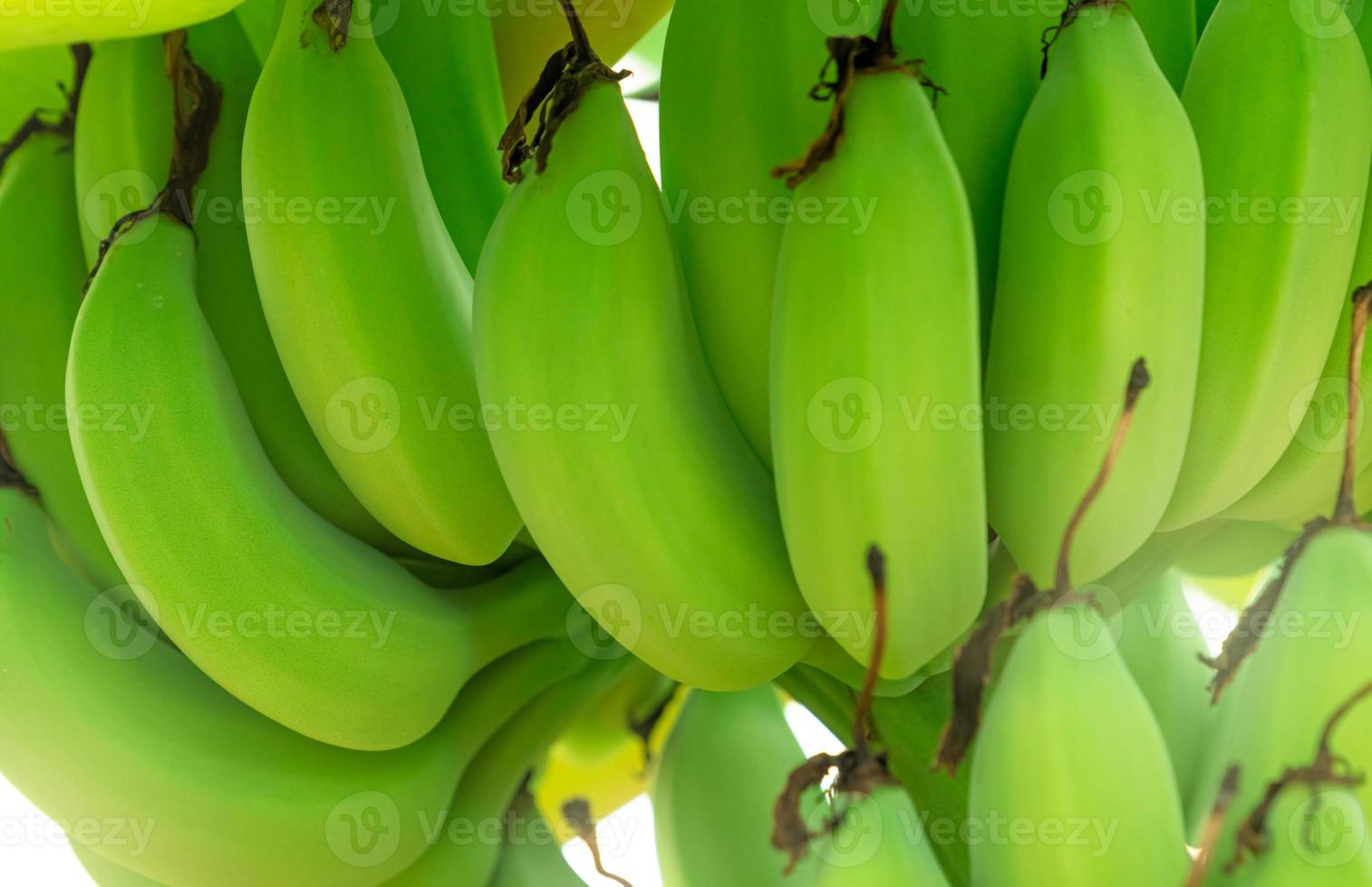 Closeup bunch of raw green cultivated bananas in the banana garden