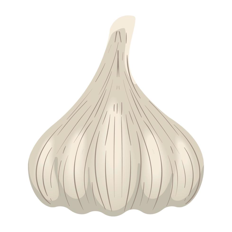 garlic fresh vegetable vector