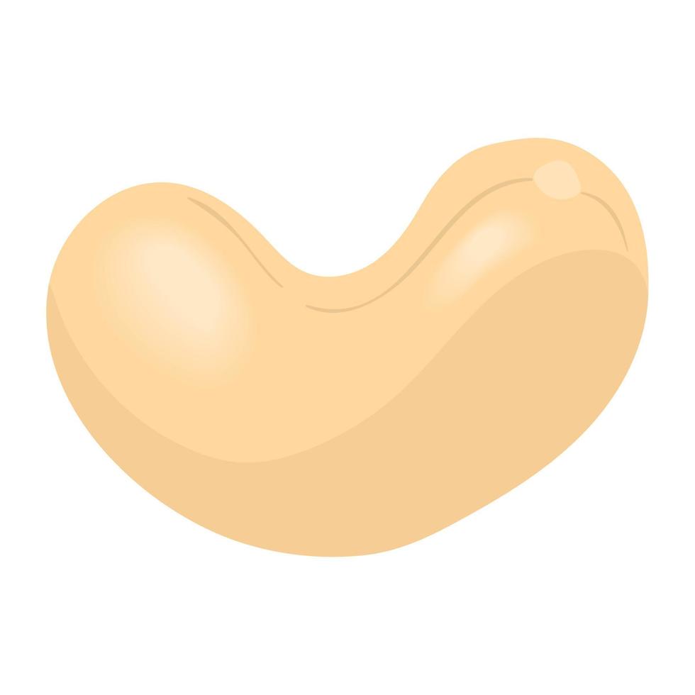 cashew seed organic product vector