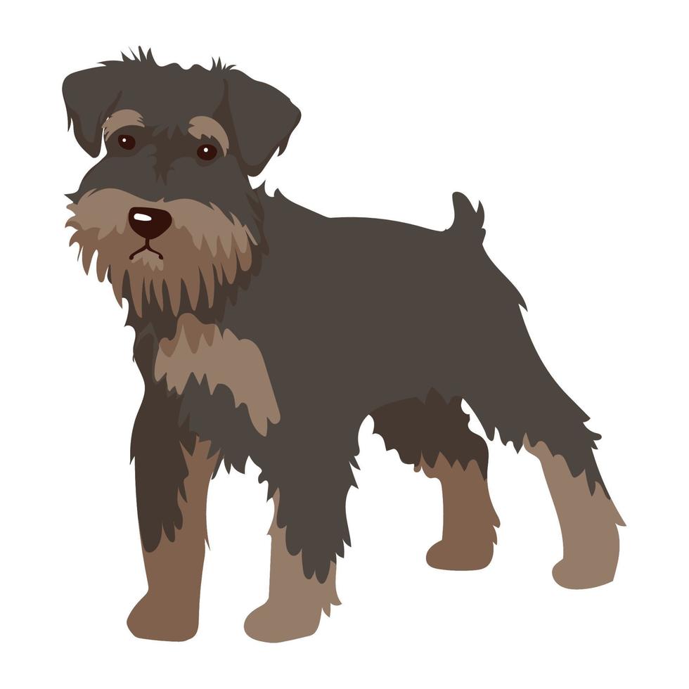 schnauzer dog mascot domestic vector