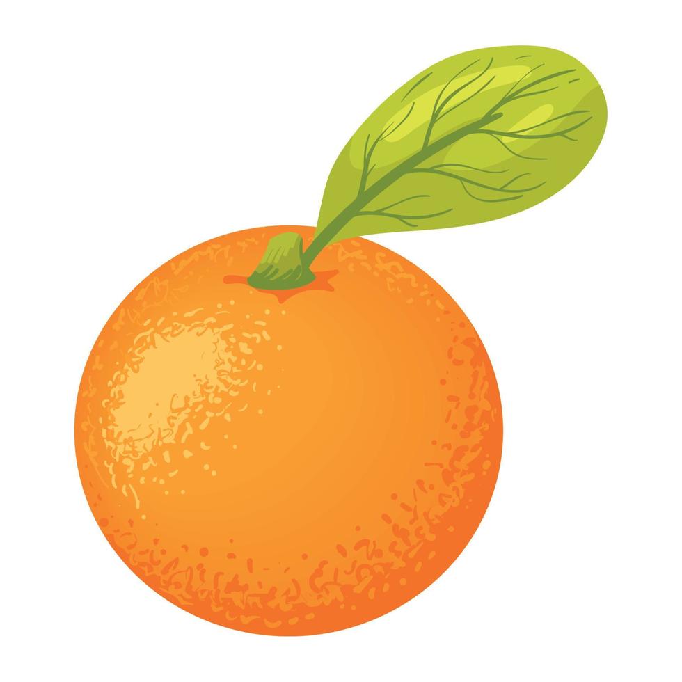 fresh orange fruit healthy vector