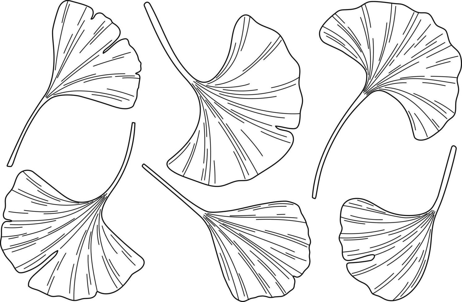 Ginkgo biloba leaves sketch vector
