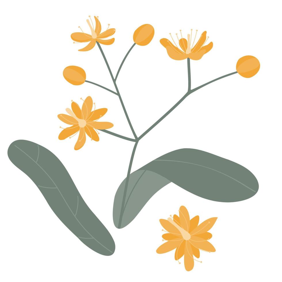 A drawing of a branch of a flowering lime tree with leaves. Vector image.