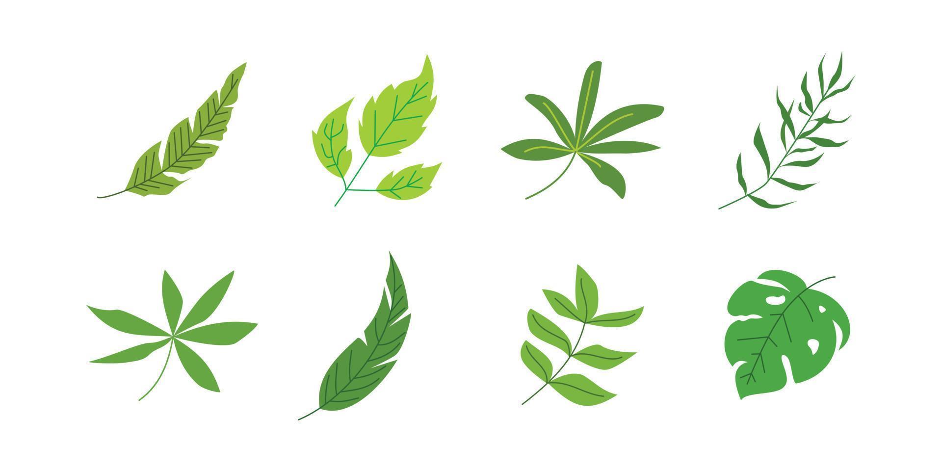 ilustración de hoja tropical para elemento de diseño de naturaleza vector